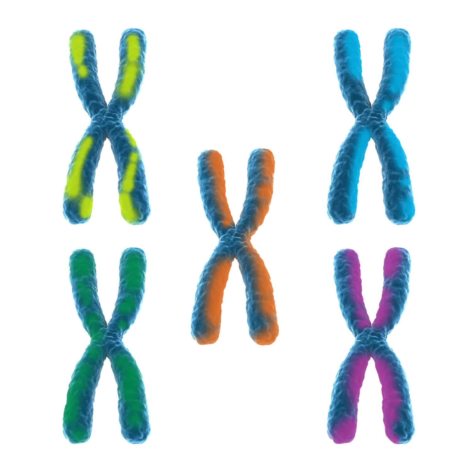 painted chromosomes